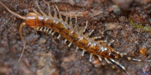 Lithobius variegatus